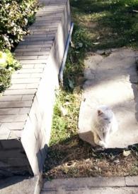 媚骨欢无限惊艳